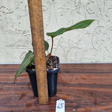 Load image into Gallery viewer, #65 Anthurium Magnificum Hybrid x