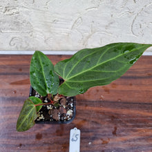 Load image into Gallery viewer, #65 Anthurium Magnificum Hybrid x