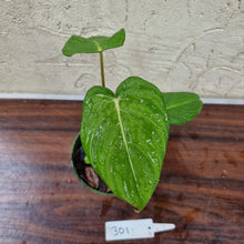 Load image into Gallery viewer, #301 Philodendron Dean McDowell - Rooted/Shot cutting