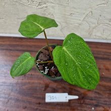 Load image into Gallery viewer, #301 Philodendron Dean McDowell - Rooted/Shot cutting