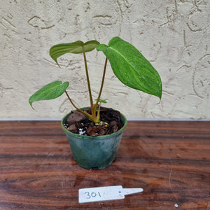 #301 Philodendron Dean McDowell - Rooted/Shot cutting