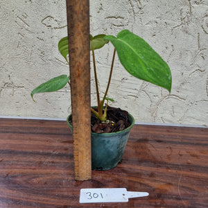 #301 Philodendron Dean McDowell - Rooted/Shot cutting