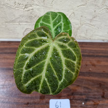 Load image into Gallery viewer, #61 Anthurium Magnificum Hybrid x - Thick veining