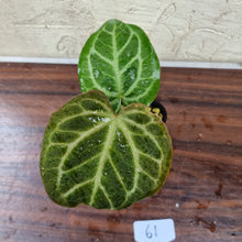 Load image into Gallery viewer, #61 Anthurium Magnificum Hybrid x - Thick veining