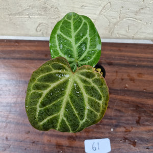 #61 Anthurium Magnificum Hybrid x - Thick veining