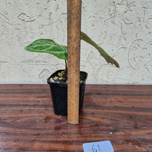 Load image into Gallery viewer, #61 Anthurium Magnificum Hybrid x - Thick veining