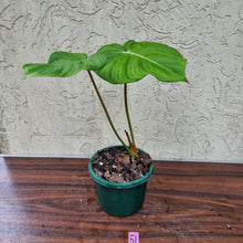 Load image into Gallery viewer, #51 Philodendron Dean McDowell - Rooted tip cutting