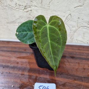 #506 Dark Anthurium Complex hybrid