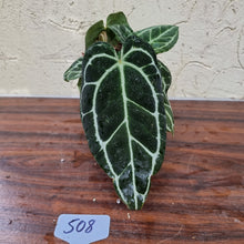 Load image into Gallery viewer, #508 Dark Anthurium Crystallinum x