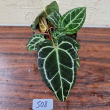 Load image into Gallery viewer, #508 Dark Anthurium Crystallinum x