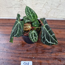 Load image into Gallery viewer, #508 Dark Anthurium Crystallinum x