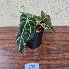 Load image into Gallery viewer, #508 Dark Anthurium Crystallinum x