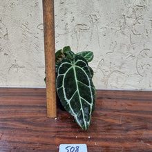 Load image into Gallery viewer, #508 Dark Anthurium Crystallinum x