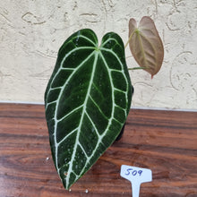 Load image into Gallery viewer, #509 Dark Anthurium Crystallinum x