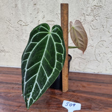 Load image into Gallery viewer, #509 Dark Anthurium Crystallinum x
