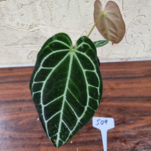 Load image into Gallery viewer, #509 Dark Anthurium Crystallinum x