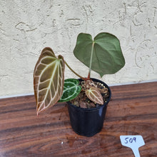 Load image into Gallery viewer, #509 Dark Anthurium Crystallinum x
