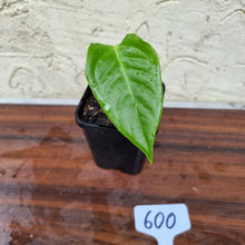 Load image into Gallery viewer, #600 Anthurium Veitchii Seedling -  Wide Form