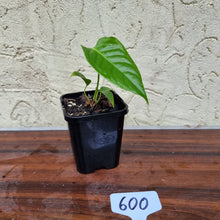 Load image into Gallery viewer, #600 Anthurium Veitchii Seedling -  Wide Form