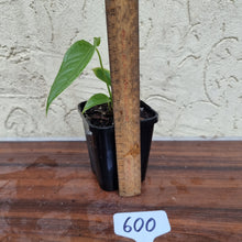 Load image into Gallery viewer, #600 Anthurium Veitchii Seedling -  Wide Form