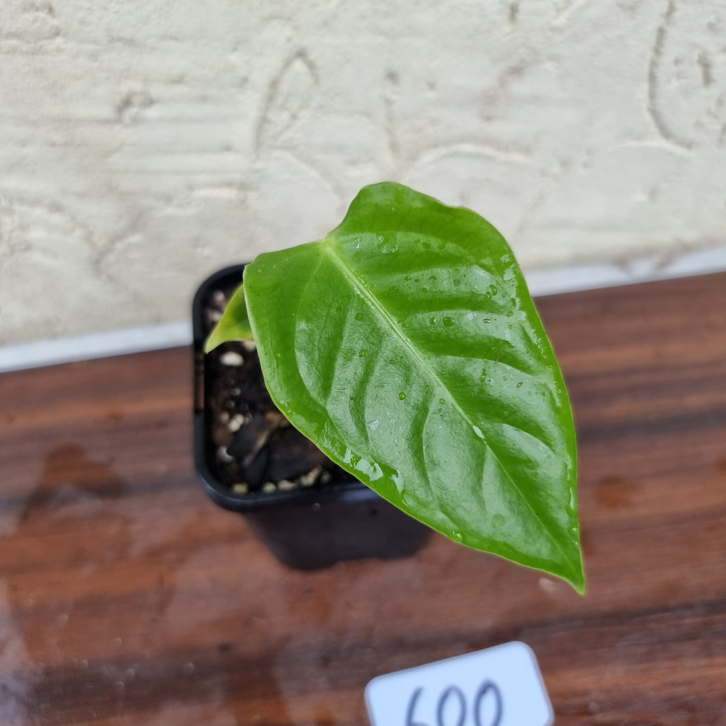#600 Anthurium Veitchii Seedling -  Wide Form