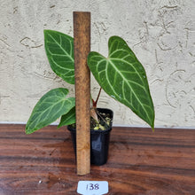 Load image into Gallery viewer, #138 Anthurium Magnificum Hybrid x