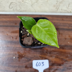 #603 Anthurium Veitchii Seedling -  Wide Form