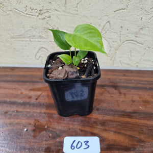 #603 Anthurium Veitchii Seedling -  Wide Form