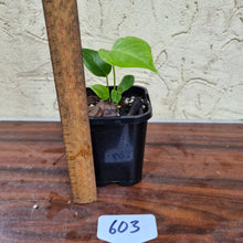 Load image into Gallery viewer, #603 Anthurium Veitchii Seedling -  Wide Form