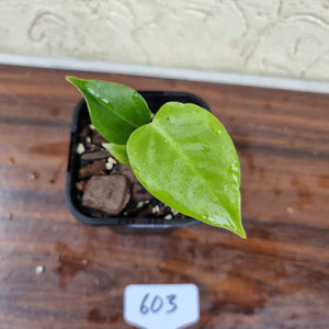 #603 Anthurium Veitchii Seedling -  Wide Form