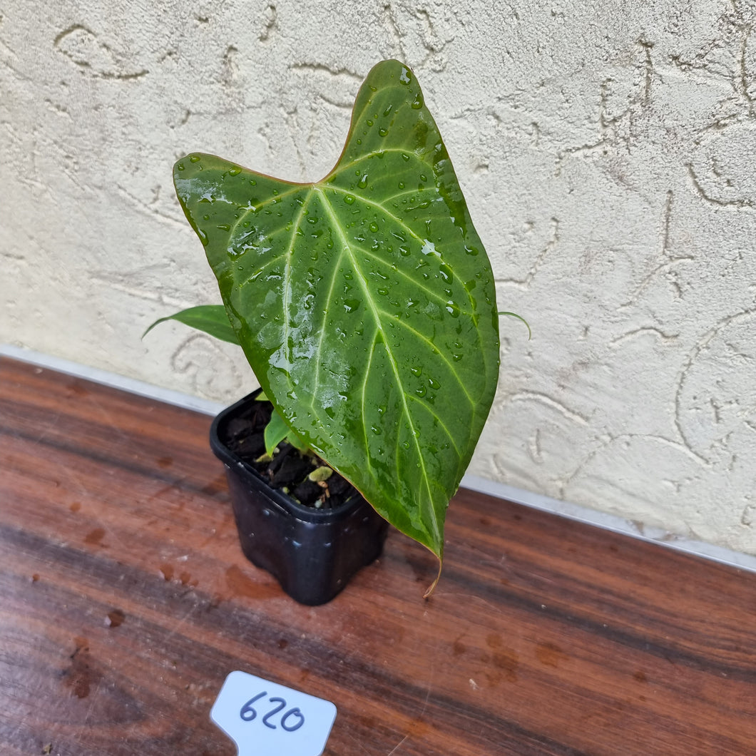 #620 Anthurium Magnificum Hybrid x - Very unique lobes/sinus