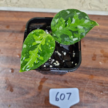 Load image into Gallery viewer, #607 Aglaonema Pictum Tricolor