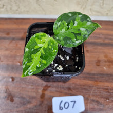Load image into Gallery viewer, #607 Aglaonema Pictum Tricolor
