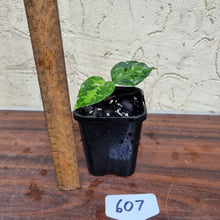 Load image into Gallery viewer, #607 Aglaonema Pictum Tricolor