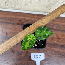 Load image into Gallery viewer, #607 Aglaonema Pictum Tricolor