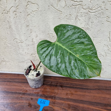 #616 Philodendron Sodiroi - Rooted cutting with new growth