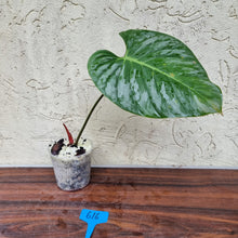 Load image into Gallery viewer, #616 Philodendron Sodiroi - Rooted cutting with new growth