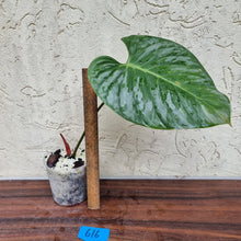 Load image into Gallery viewer, #616 Philodendron Sodiroi - Rooted cutting with new growth