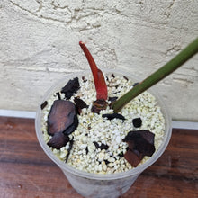 Load image into Gallery viewer, #616 Philodendron Sodiroi - Rooted cutting with new growth