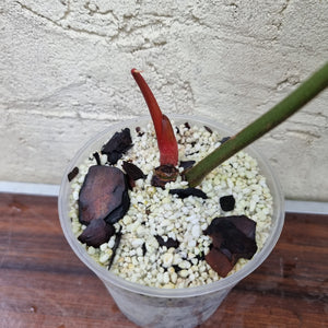 #616 Philodendron Sodiroi - Rooted cutting with new growth