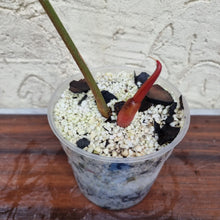 Load image into Gallery viewer, #616 Philodendron Sodiroi - Rooted cutting with new growth