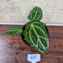 Load image into Gallery viewer, #615 Anthurium Crystallinum x