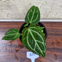 Load image into Gallery viewer, #615 Anthurium Crystallinum x