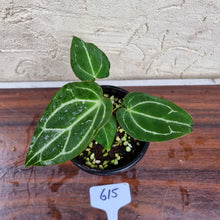 Load image into Gallery viewer, #615 Anthurium Crystallinum x