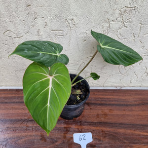 #62 Philodendron Gloriosum