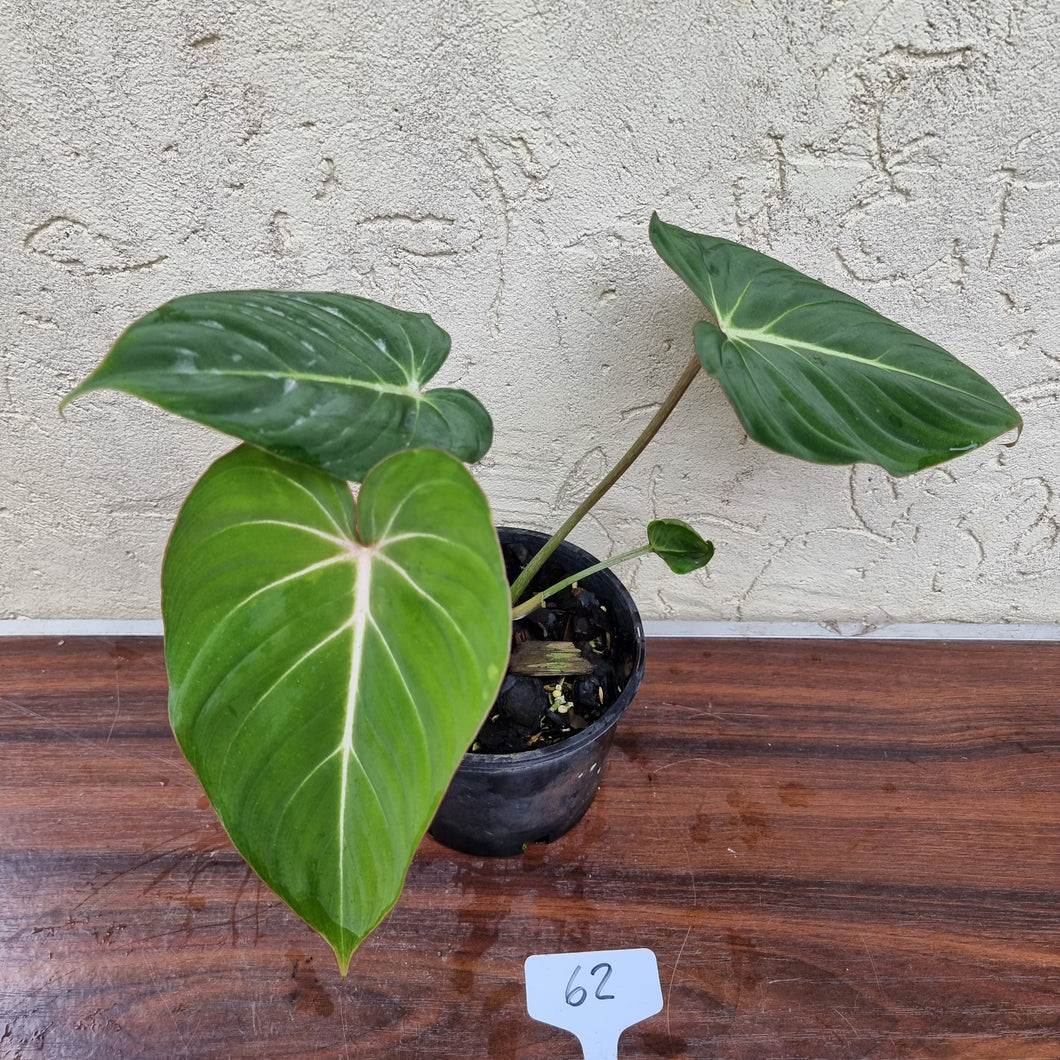 #62 Philodendron Gloriosum