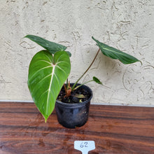 Load image into Gallery viewer, #62 Philodendron Gloriosum