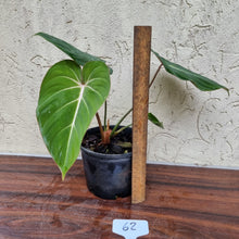 Load image into Gallery viewer, #62 Philodendron Gloriosum