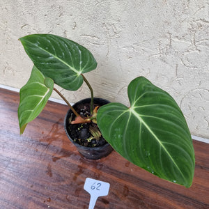 #62 Philodendron Gloriosum