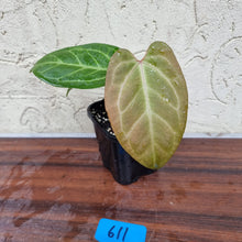 Load image into Gallery viewer, #611 Dark Anthurium Magnificum Hybrid x - Pink Sinus